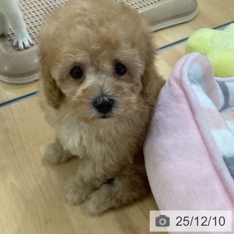 トイ・プードルの写真