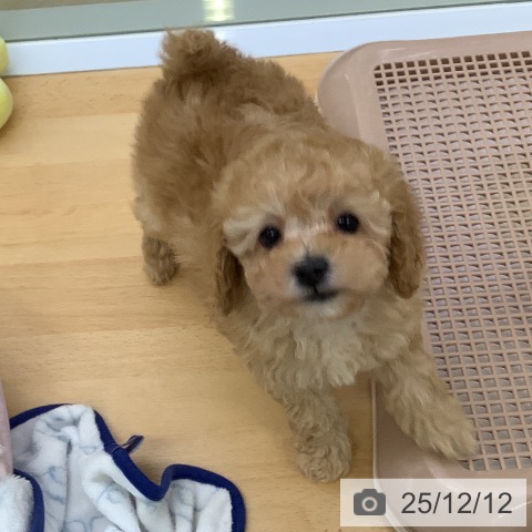 トイ・プードルの写真