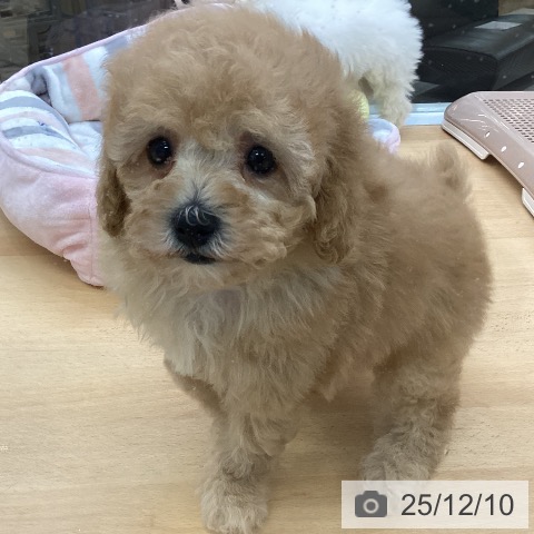 トイ・プードルの写真