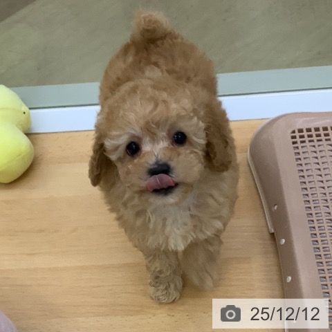 トイ・プードルの写真