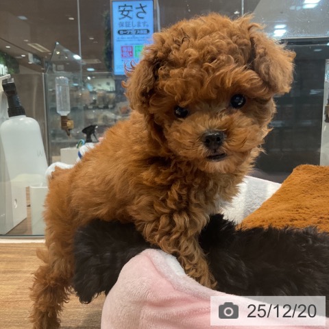 埼玉県のトイプードル(トイ) (ペッツワン 新座店/2025年10月11日生まれ/女の子/レッド)の子犬の3枚目の画像