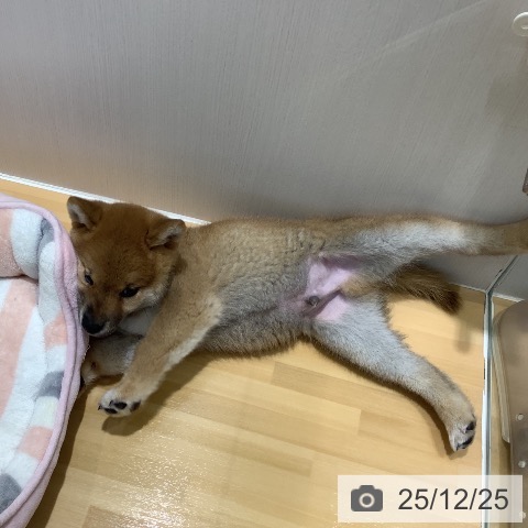 山梨県の柴犬(標準サイズ) (ペットプラス 甲府昭和店/2025年10月11日生まれ/男の子/赤)の子犬の4枚目の画像