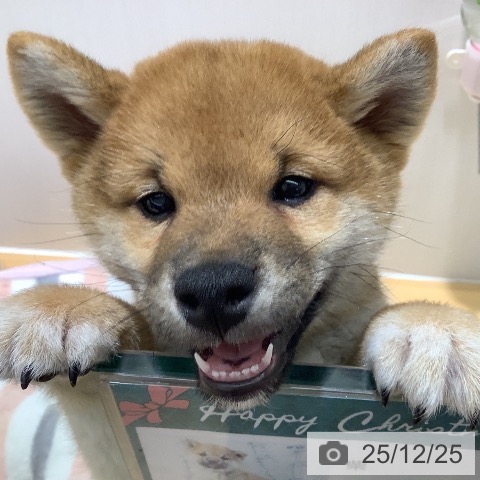 山梨県の柴犬(標準サイズ) (ペットプラス 甲府昭和店/2025年10月11日生まれ/男の子/赤)の子犬の3枚目の画像