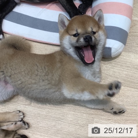 埼玉県の柴犬(標準サイズ) (ペットプラス ららぽーと新三郷店/2025年10月11日生まれ/女の子/赤)の子犬の4枚目の画像