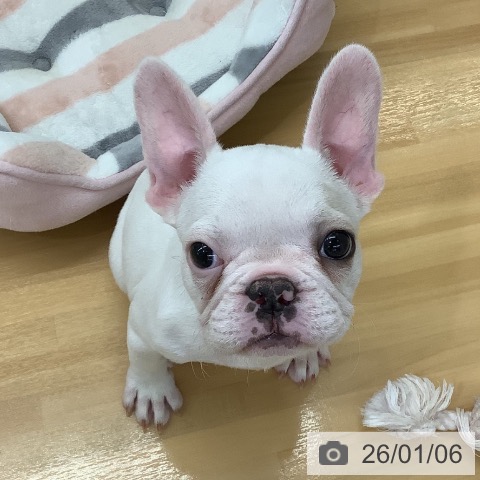長野県のフレンチブルドッグ (ペットプラス 松本店/2025年10月11日生まれ/女の子/クリーム)の子犬の4枚目の画像