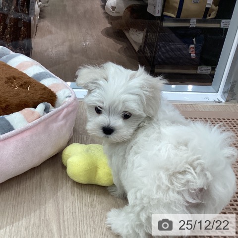 埼玉県のマルチーズ (ペットプラス 川口店/2025年10月7日生まれ/男の子/ホワイト)の子犬の4枚目の画像