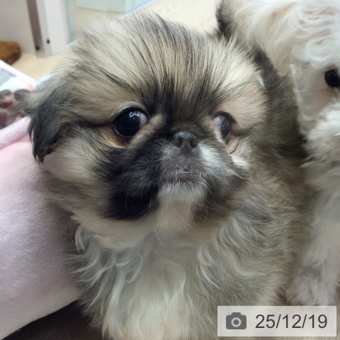 千葉県のペキニーズ (ペットプラス 幕張新都心店/2025年10月10日生まれ/女の子/フォーンホワイト)の子犬の3枚目の画像