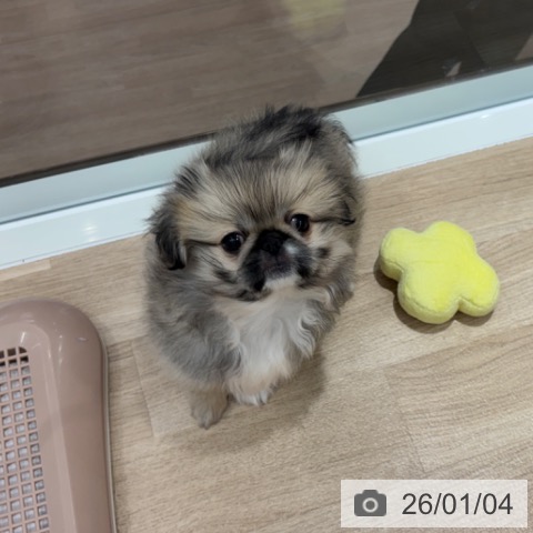 千葉県のペキニーズ (ペットプラス 木更津店/2025年10月10日生まれ/女の子/フォーンホワイト)の子犬の3枚目の画像