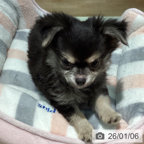 東京都のチワワ(ロング) (ペットプラス 東久留米店/2025年10月10日生まれ/男の子/ブラッククリームホワイト)の子犬の3枚目の画像