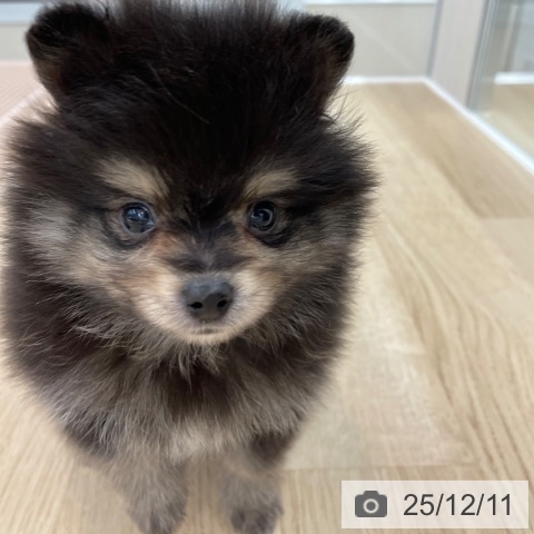 ポメラニアンの写真
