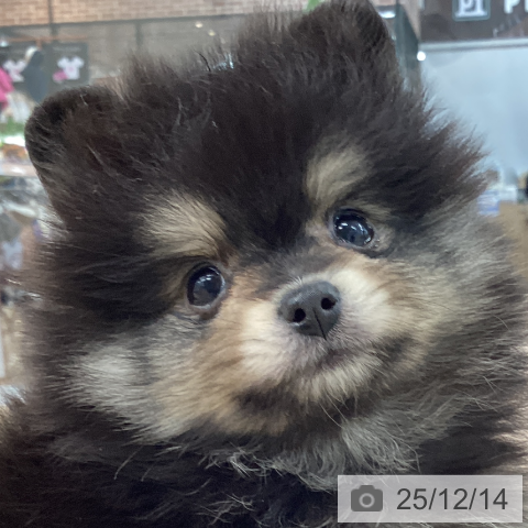 神奈川県のポメラニアン (ペットプラス 相模原並木店/2025年10月11日生まれ/男の子/ブラックタン)の子犬の4枚目の画像