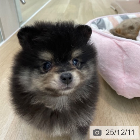 ポメラニアンの写真