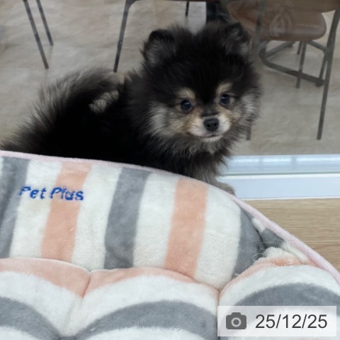 神奈川県のポメラニアン (ペットプラス 相模原並木店/2025年10月11日生まれ/男の子/ブラックタン)の子犬の3枚目の画像