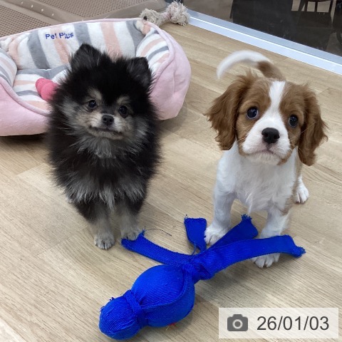 神奈川県のポメラニアン (ペットプラス 相模原並木店/2025年10月11日生まれ/男の子/ブラックタン)の子犬の3枚目の画像