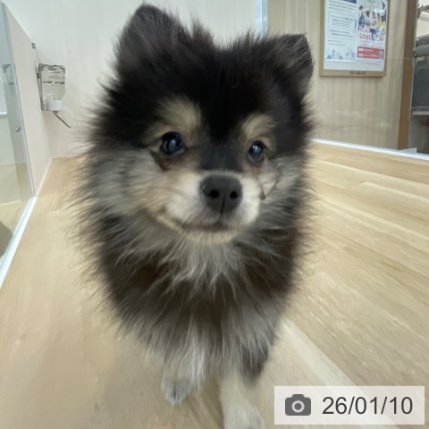 神奈川県のポメラニアン (ペットプラス 相模原並木店/2025年10月11日生まれ/男の子/ブラックタン)の子犬の4枚目の画像