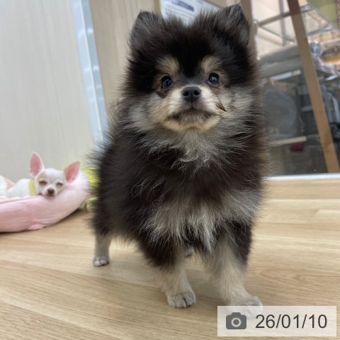 神奈川県のポメラニアン (ペットプラス 相模原並木店/2025年10月11日生まれ/男の子/ブラックタン)の子犬の3枚目の画像