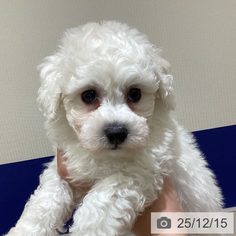 ビション・フリーゼの写真