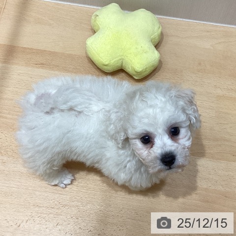 ビション・フリーゼの写真