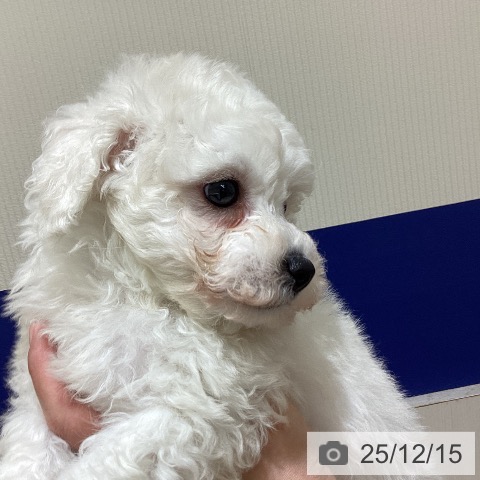 ビション・フリーゼの写真