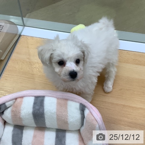 ビション・フリーゼの写真