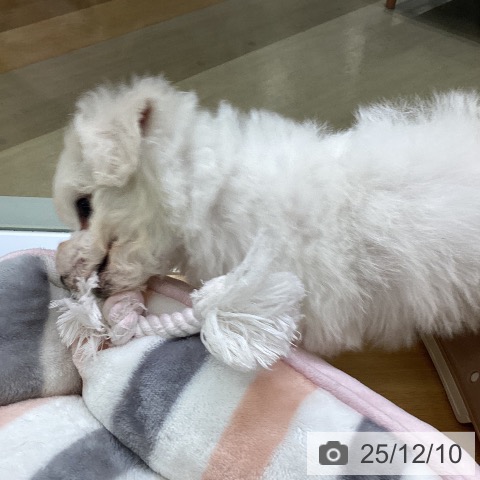 ビション・フリーゼの写真