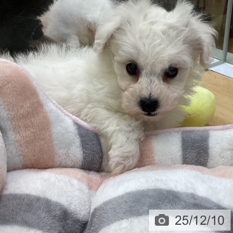 ビション・フリーゼの写真