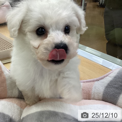 ビション・フリーゼの写真