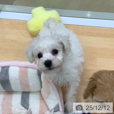 ビション・フリーゼの写真