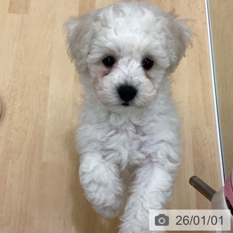 長野県のビションフリーゼ (ペットプラス 松本店/2025年10月11日生まれ/男の子/ホワイト)の子犬の4枚目の画像