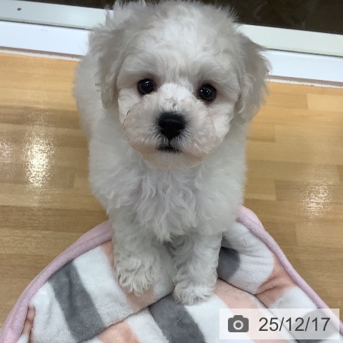 長野県のビションフリーゼ (ペットプラス 松本店/2025年10月11日生まれ/男の子/ホワイト)の子犬の3枚目の画像