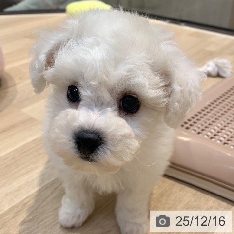 ビション・フリーゼの写真