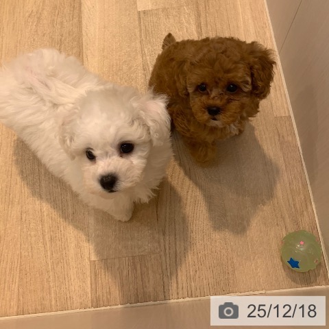 東京都のビションフリーゼ (ペットプラス アクアシティお台場店/2025年10月11日生まれ/女の子/ホワイト)の子犬の3枚目の画像