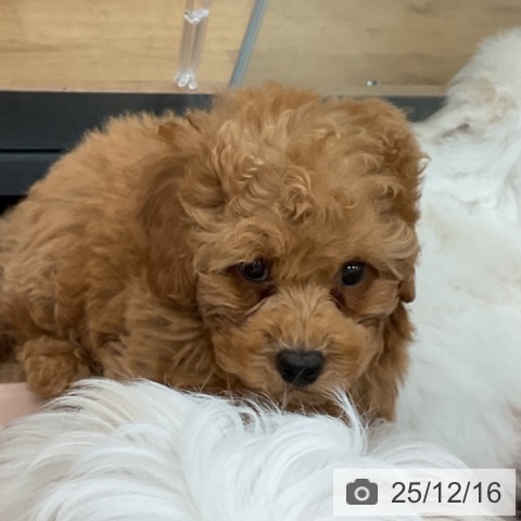 トイ・プードルの写真