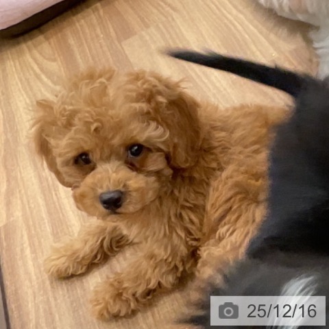 トイ・プードルの写真