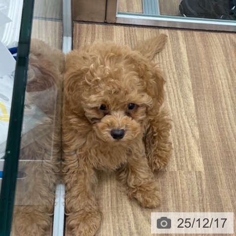 茨城県のトイプードル(トイ) (ペッツワン 古河店/2025年10月7日生まれ/男の子/アプリコット)の子犬の3枚目の画像