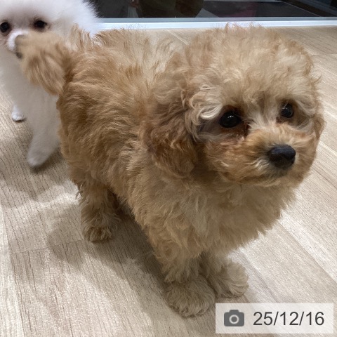 トイ・プードルの写真