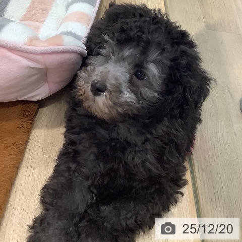 東京都のトイプードル(トイ) (ペットプラス 日の出店/2025年10月12日生まれ/男の子/シルバー)の子犬の3枚目の画像