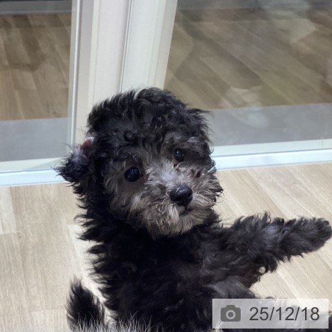 宮城県のトイプードル(トイ) (ペットプラス 仙台上杉店/2025年10月12日生まれ/女の子/シルバー)の子犬の3枚目の画像