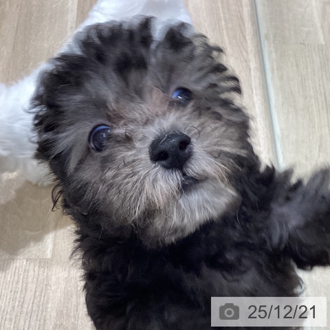 宮城県のトイプードル(トイ) (ペットプラス 仙台上杉店/2025年10月12日生まれ/女の子/シルバー)の子犬の3枚目の画像