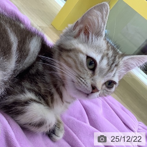 山梨県のアメリカンショートヘアー (ペットプラス 甲府昭和店/2025年10月6日生まれ/女の子/シルバーパッチドタビー)の子猫の4枚目の画像