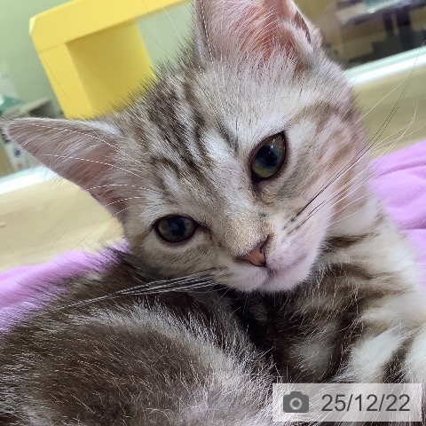 山梨県のアメリカンショートヘアー (ペットプラス 甲府昭和店/2025年10月6日生まれ/女の子/シルバーパッチドタビー)の子猫の3枚目の画像