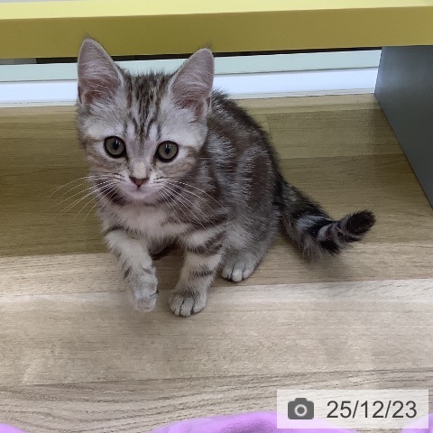 山梨県のアメリカンショートヘアー (ペットプラス 甲府昭和店/2025年10月6日生まれ/女の子/シルバーパッチドタビー)の子猫の3枚目の画像