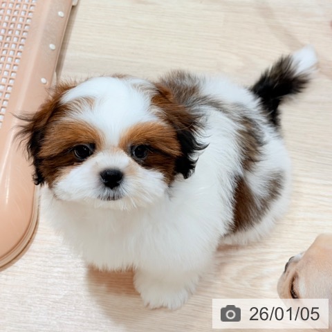 千葉県のシーズー (ペットプラス ユーカリが丘店/2025年10月10日生まれ/男の子/ゴールドホワイト)の子犬の4枚目の画像