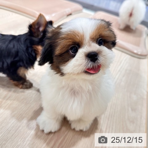 シー・ズーの写真