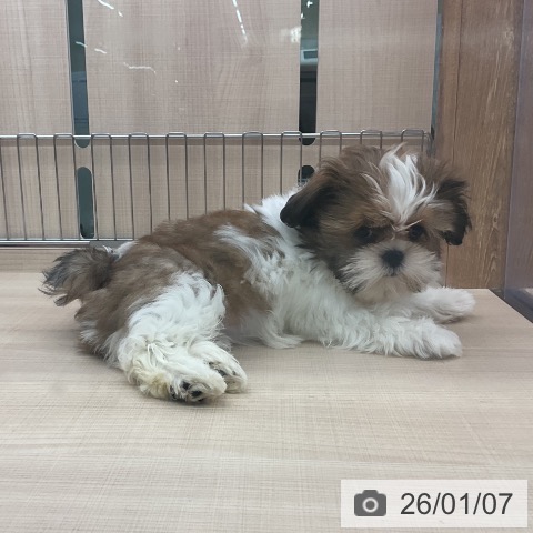 東京都のシーズー (ペッツワン 南砂町SUNAMO店/2025年10月10日生まれ/女の子/ゴールドホワイト)の子犬の3枚目の画像