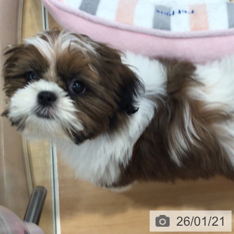 神奈川県のシーズー (ペットプラス 海老名店/2025年10月10日生まれ/女の子/ゴールドホワイト)の子犬の3枚目の画像