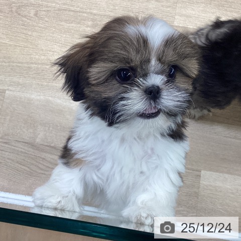 神奈川県のシーズー (ペットプラス 座間店/2025年10月10日生まれ/女の子/ゴールドホワイト)の子犬の4枚目の画像