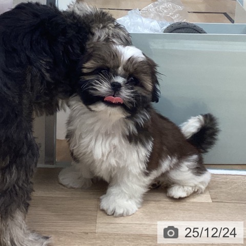 神奈川県のシーズー (ペットプラス 座間店/2025年10月10日生まれ/女の子/ゴールドホワイト)の子犬の3枚目の画像