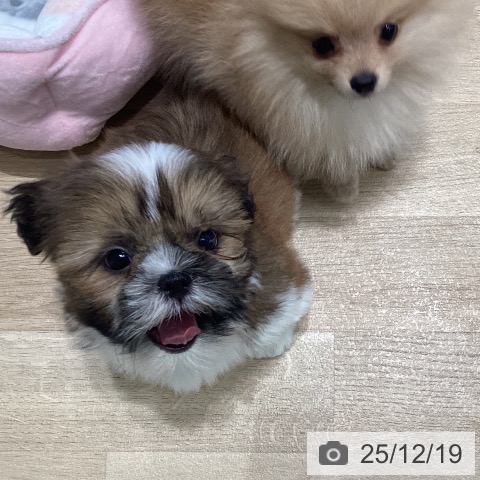 宮城県のシーズー (ペットプラス 仙台泉大沢店/2025年10月10日生まれ/女の子/ゴールドホワイト)の子犬の4枚目の画像