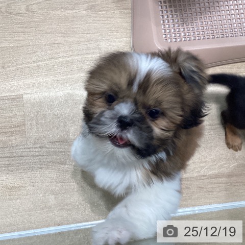 宮城県のシーズー (ペットプラス 仙台泉大沢店/2025年10月10日生まれ/女の子/ゴールドホワイト)の子犬の3枚目の画像